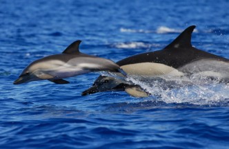 8 daagse pakketreis Walvissen en Dolfijnen  1*