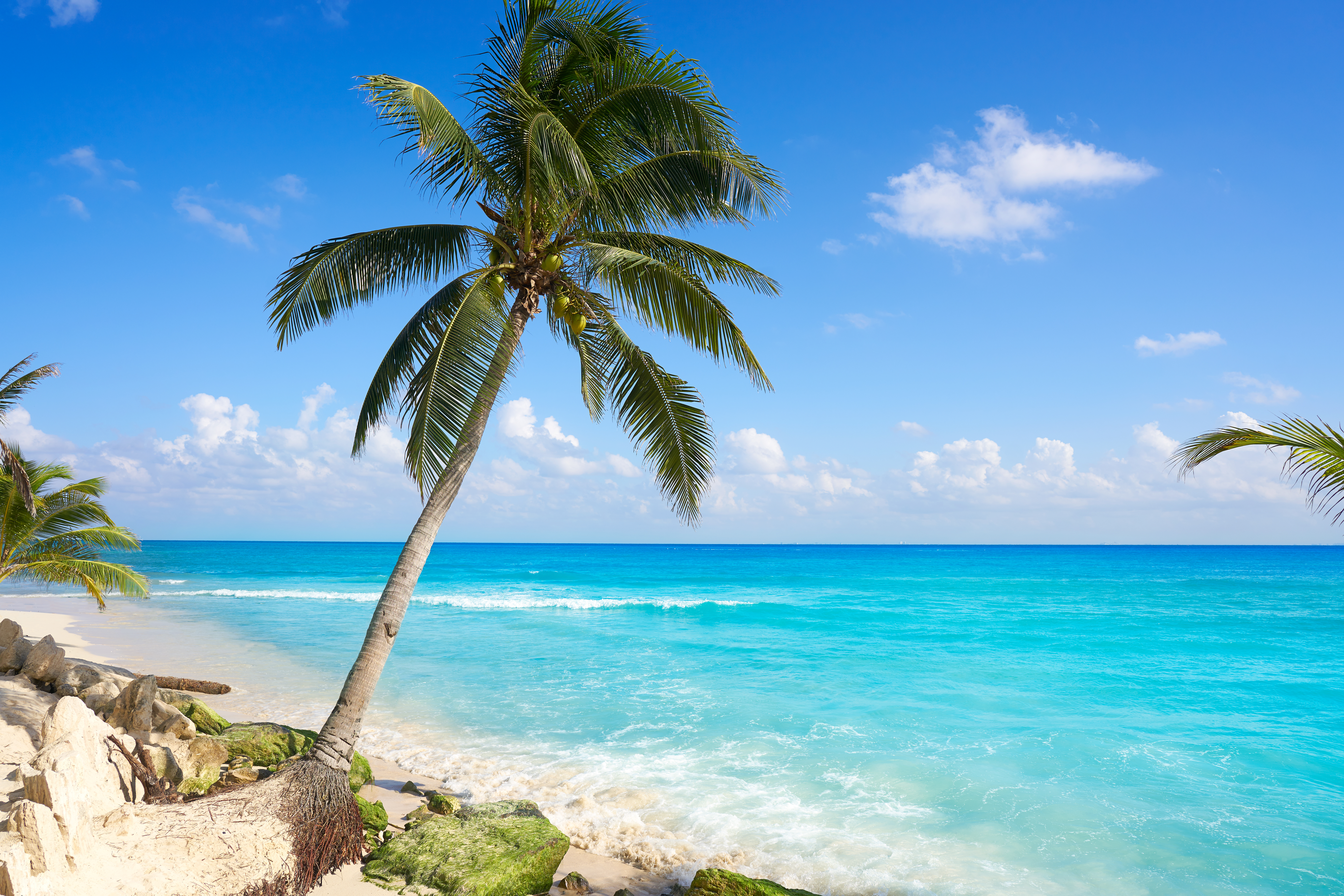 The Reef Playacar