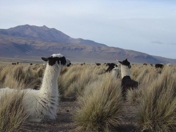 Sacred Land of the Incas