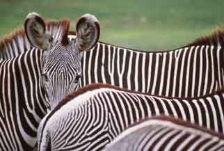 Kenya Highlights Safari